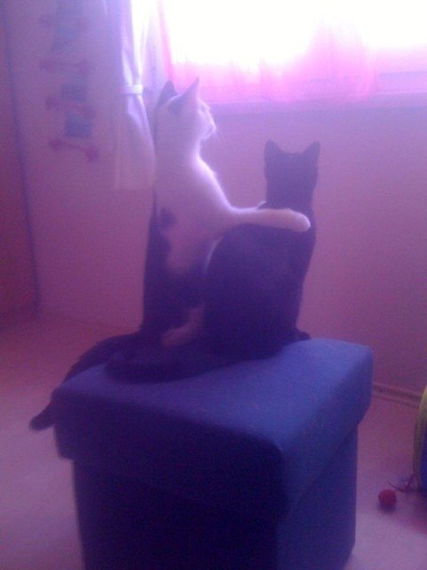 Unsere zwei schmusetiger. ein Herz und eine Seele!