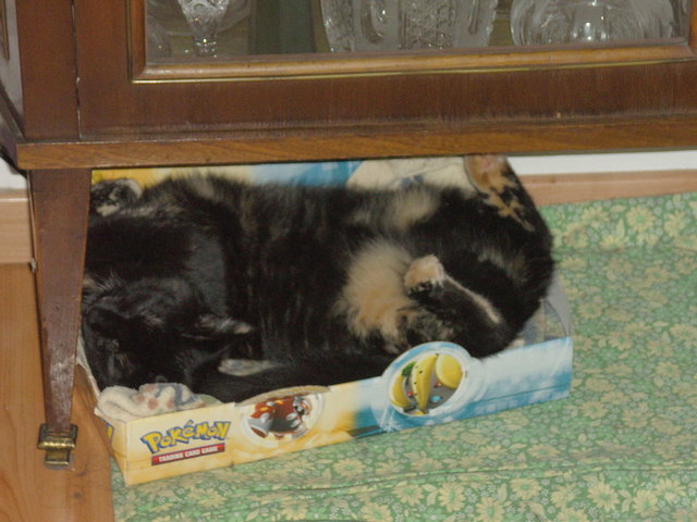 Flo hat in der kleinsten Schachtel Platz