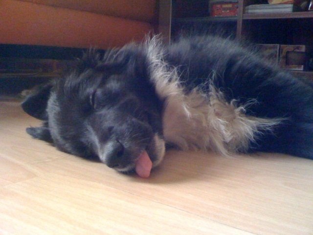 Unser kleiner Joke schläft den Schlaf der Gerechten