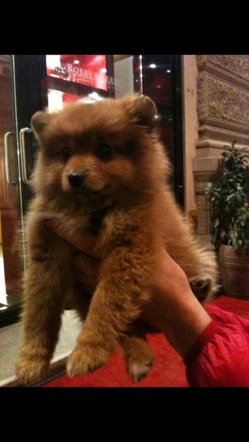 Meine prinzessin lilly