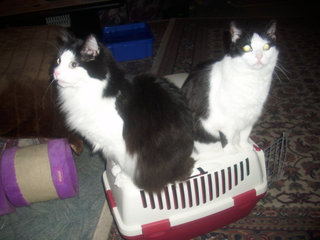 juhuu tierarzt ist weg