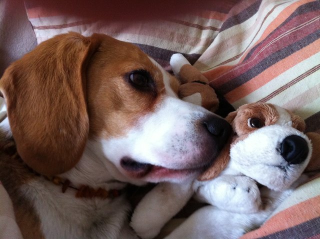 Jesse und sein Liebling