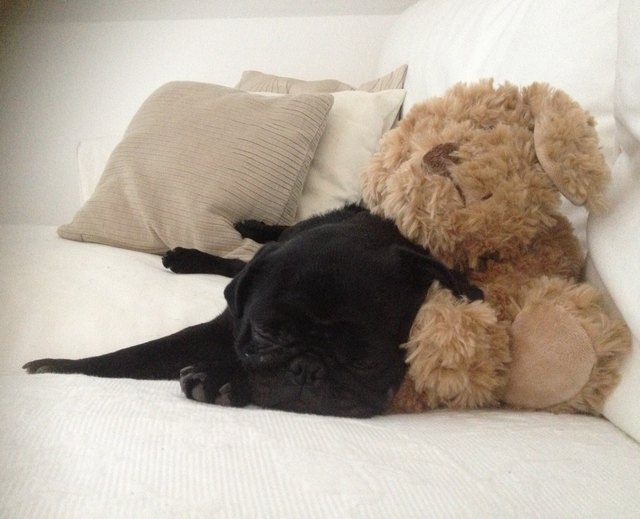 Sweet sleeping Bärli