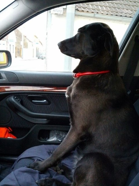 Copilot :)