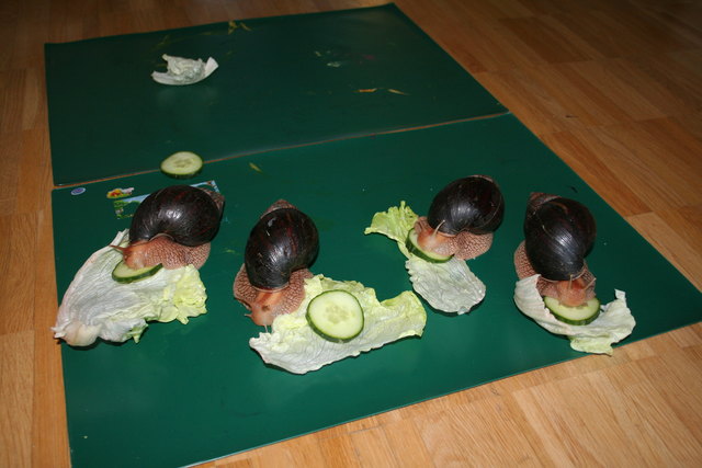 Riesenschnecken Fütterung