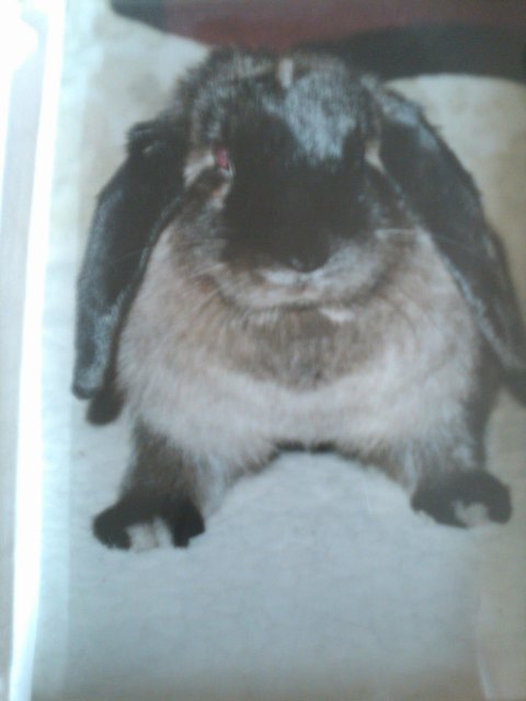 das ist Frau Morli - ging über die Regenbogenbrücke