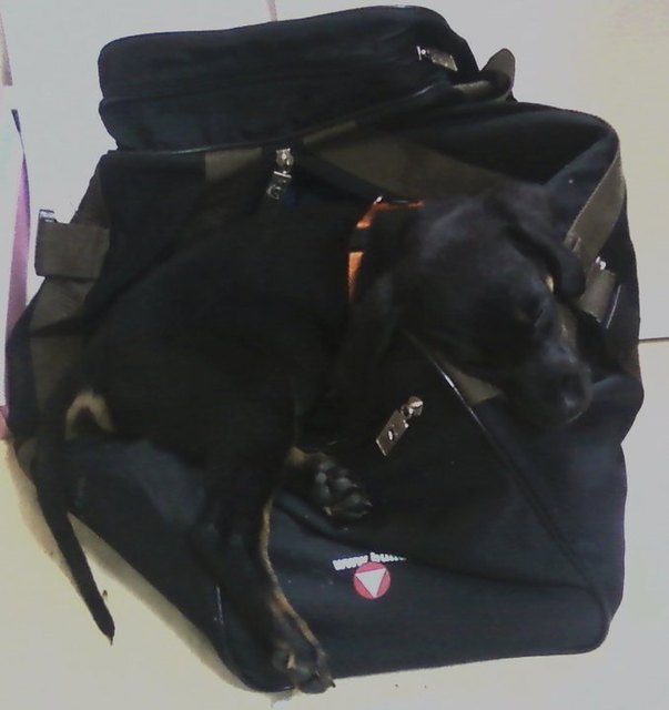 Samantha...ein Nickerchen am Arbeitsplatz