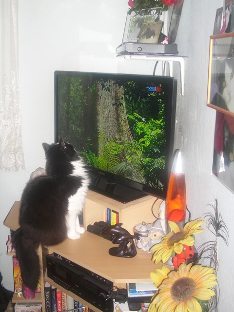 fernsehen ist mein hobby