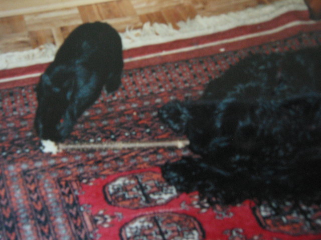 Oskar der Unerschrockene