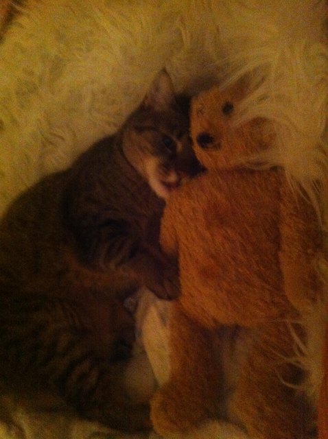 Minki schmust und kuschelt so gerne...