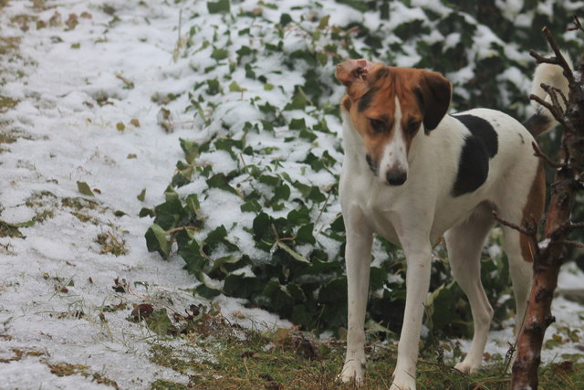 Schneekönigin Sumeja