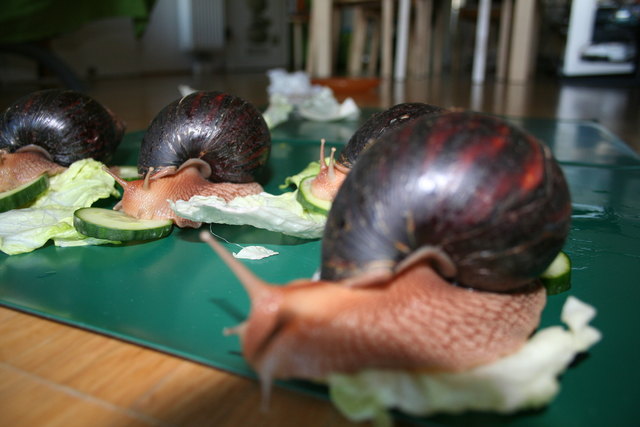 Festmahl für Riesenschnecken