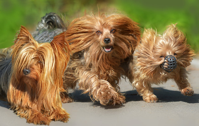 Fasil,Fanny,Gismo tollen im Wasserpark