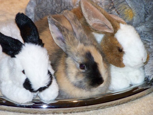 marvello- welches ist wohl der echte hase??