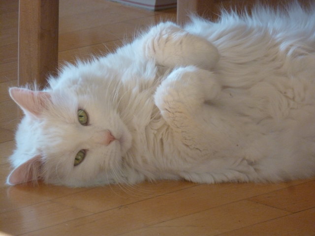 Hassen Sie mich nicht, weil ich schön bin