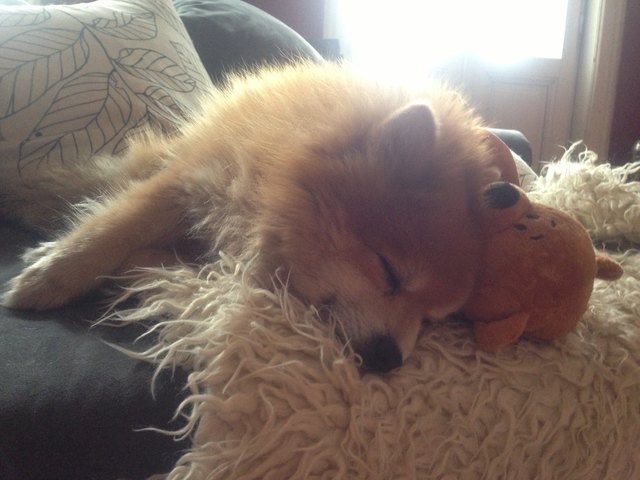 Franky und sein Kuschelbär