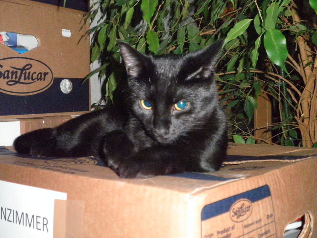 schau mir in die augen,kleines