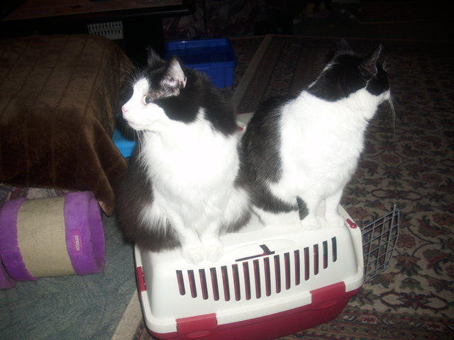 achtung,verstecken,der tierarzt kommt