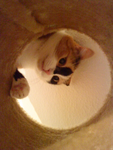 Hallo mein Name ist Mona Lisa!!! Wer spielt mit mir???