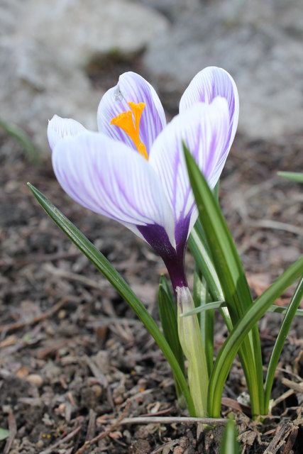 ...ist dieser Krokus