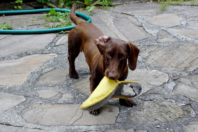 "hol dir deinen Schuh..."