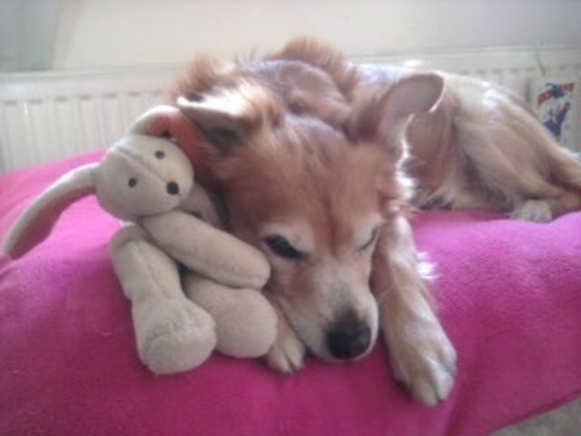 Franzi unser Osterhund