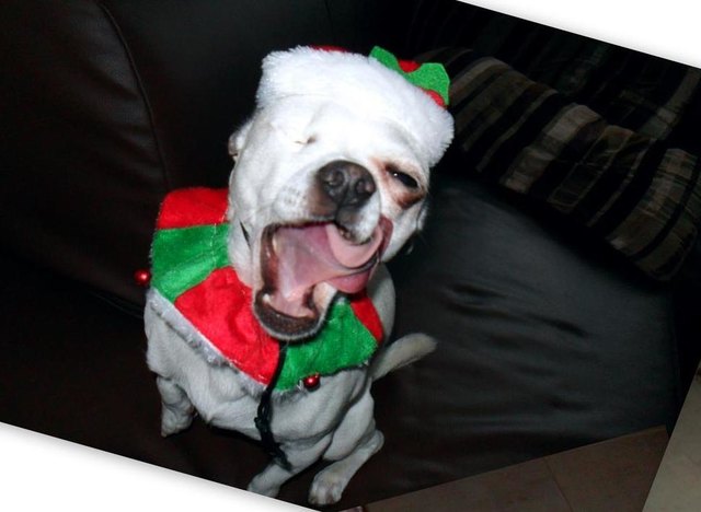 Unser kleiner Kobold