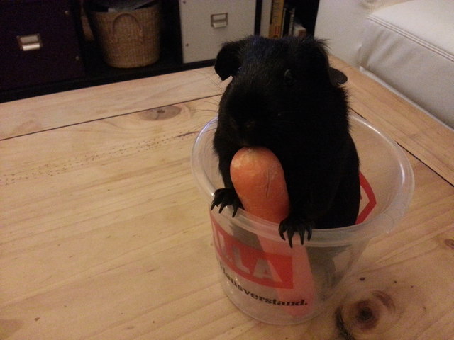 Holly prägt eine neue Gattung - das Kübelschweinchen