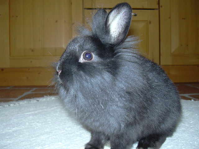 lino -der letzte monte zuma