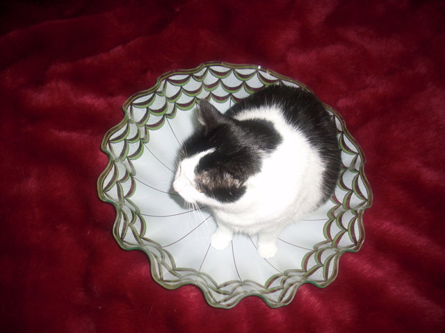 katze im lampenschirm