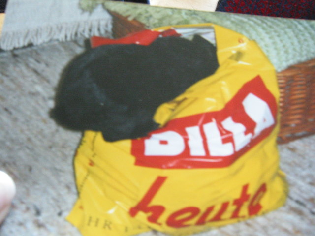 Oskar im Garten beim Diebstahl