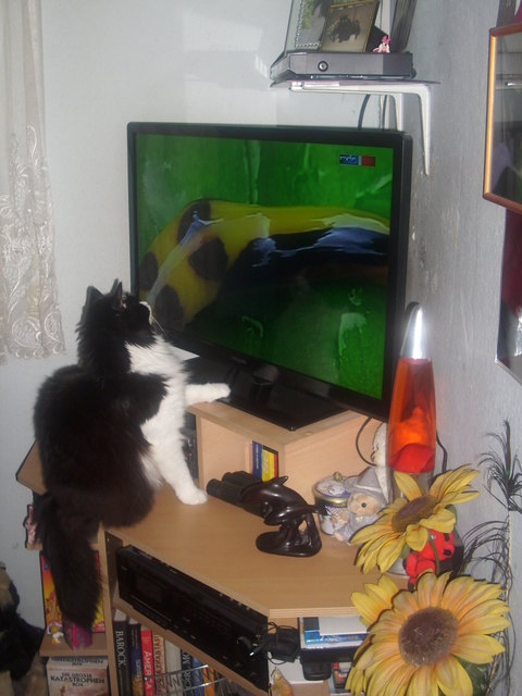 einen tierfilm bitte