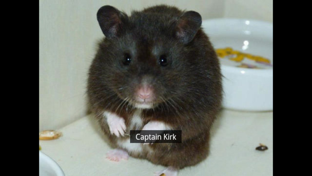 mein Hamster Captain Kirk :-)