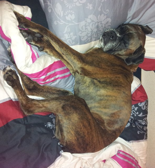 In dem Bett von Frauchen schläft es sich eindeutig am Besten