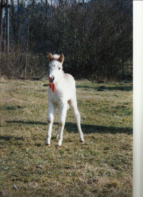 meine Mellimaus (nein, ist keine Maus. Ein Fohlen)