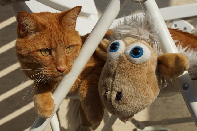 Beste Freunde! Mäxchen und sein Schaf