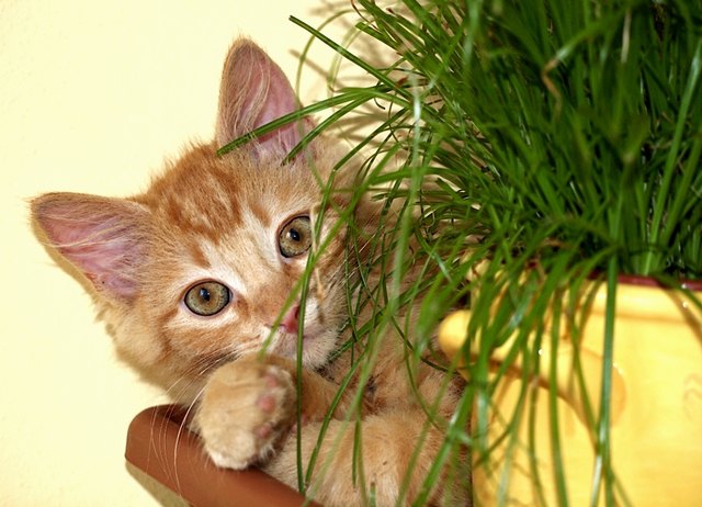 balisto und sei liabstes gmias