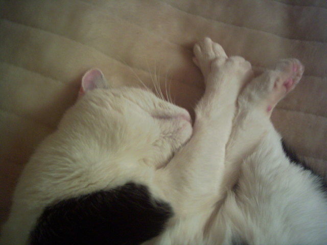 Cortez, der Geniesser :)