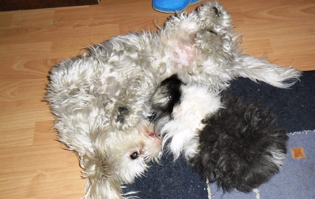 Idefix und Snoopy beim herumalbern! ;))))