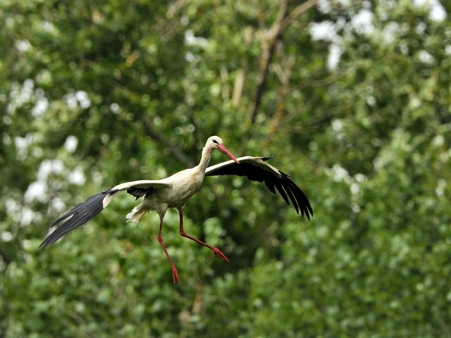 Der Weißstorch im Anflug auf die Storchenkolonie Marchegg.
