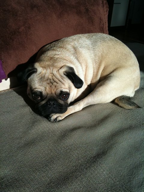 Ein Mops zum Knutschen!