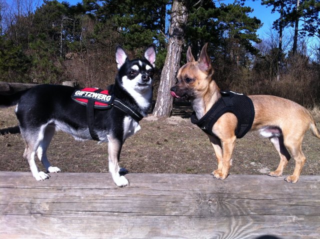 Links: "Schnoferl ziehen", Rechts: "Zunge zeigen"