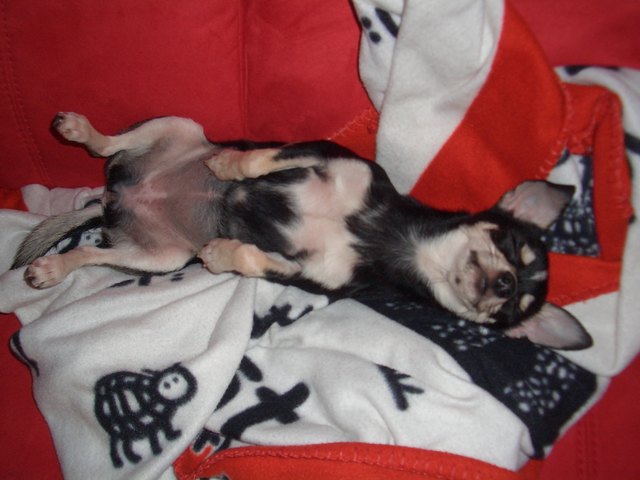 Wovon sie wohl träumen mag...?