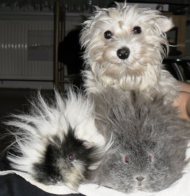 Idefix der Schweindlsitter :D  er passt immer brav auf Snoopy und Lucy auf!