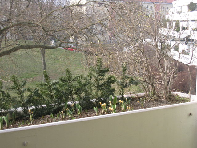 Von den ca. 30 Blumenzwiebeln, die ich im Herbst in die Erde gelegt habe, blühen nun schon einige