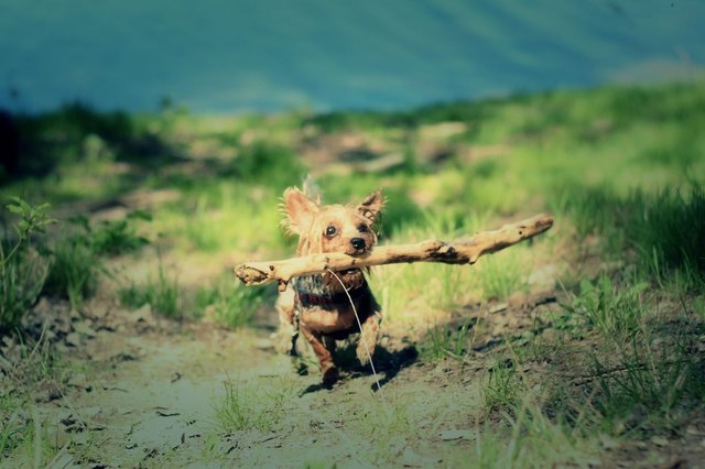 Ich bin ein gaaanz Großer!