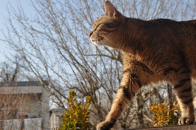 Coco der Katzenreporter freut sich über den Frühling