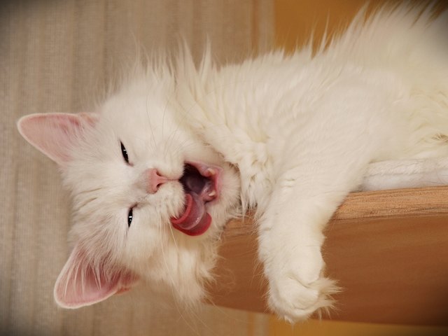 sugar - nomen est omen