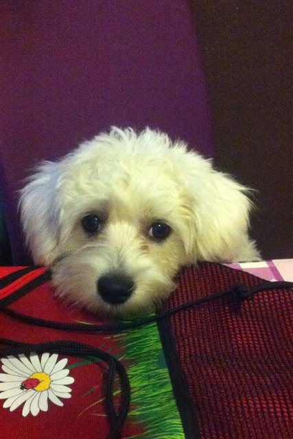 SNOOPY unser Schatz!