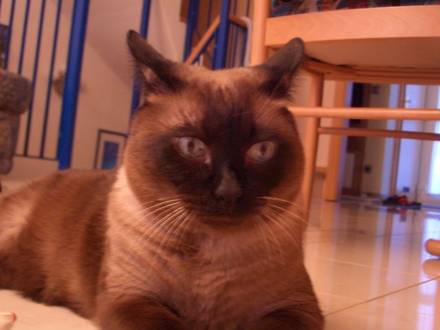 Psychoblick, ja oder nein?